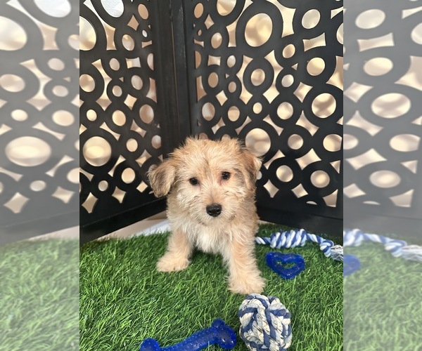 Medium Photo #4 Yo-Chon Puppy For Sale in MOUNT VERNON, OH, USA
