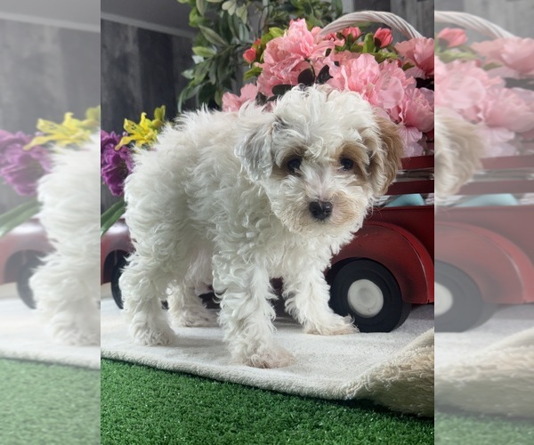 Medium Photo #5 Poodle (Toy) Puppy For Sale in CANOGA, NY, USA