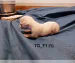 Small #1 Chihuahua