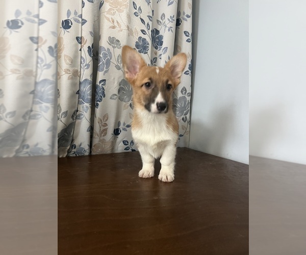 Medium Photo #29 Pembroke Welsh Corgi Puppy For Sale in DURHAM, CT, USA
