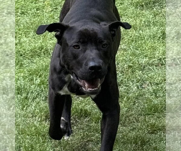 Medium Photo #3 Labrador Retriever-Unknown Mix Puppy For Sale in Spring Lake, NC, USA