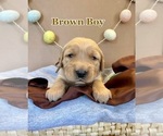 Small Photo #3 Golden Retriever Puppy For Sale in PEORIA, AZ, USA
