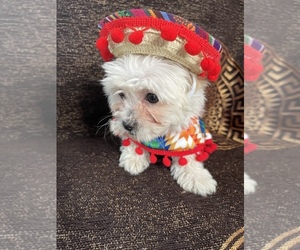 Maltese-Maltipoo Mix Puppy for sale in PLANO, TX, USA
