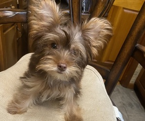 Yorkshire Terrier Puppy for sale in FAIRLAND, IN, USA
