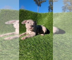 American Bully Puppy for sale in GROVETOWN, GA, USA