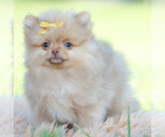 Small #3 Pomeranian