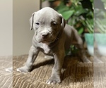 Small Photo #12 American Bully Puppy For Sale in PHILA, PA, USA