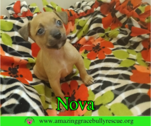 Chihuahua Dogs for adoption in Pensacola, FL, USA