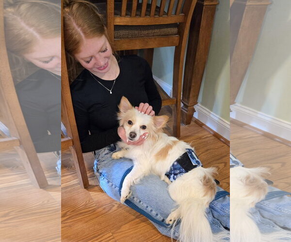 Medium Photo #2 Chiranian Puppy For Sale in Rochester, NY, USA