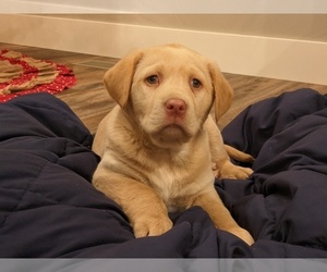 Labrador Retriever Puppy for sale in HUTCHINSON, KS, USA