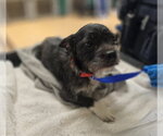 Small French Bulldog-Poodle (Miniature) Mix
