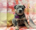 Small Photo #3 Australian Cattle Dog Puppy For Sale in YUCAIPA, CA, USA