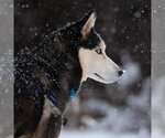 Small Photo #184 Siberian Husky Puppy For Sale in Kanab, UT, USA