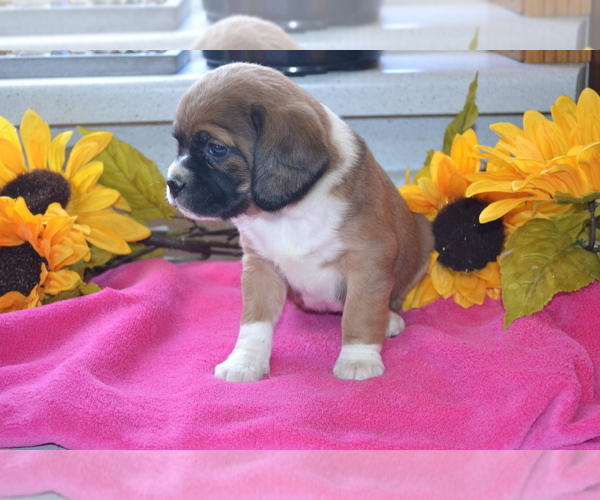 Medium Photo #22 Jug Puppy For Sale in GREENWOOD, WI, USA