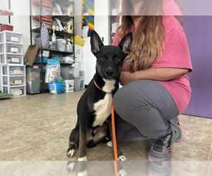 Carolina Dog Dogs for adoption in Raleigh, NC, USA