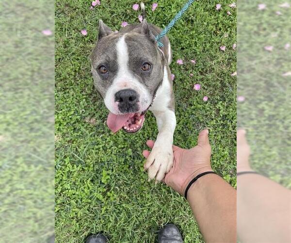 Medium Photo #1 American Staffordshire Terrier Puppy For Sale in Corpus Christi, TX, USA