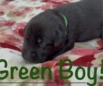 Puppy 4 Labrador Retriever