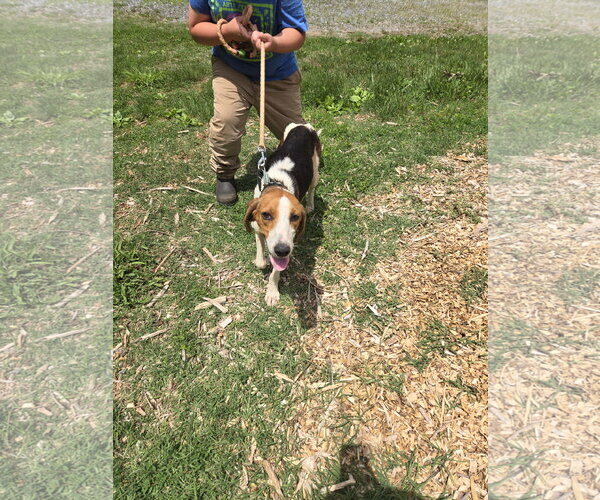 Medium Photo #3 American Foxhound Puppy For Sale in Rustburg, VA, USA
