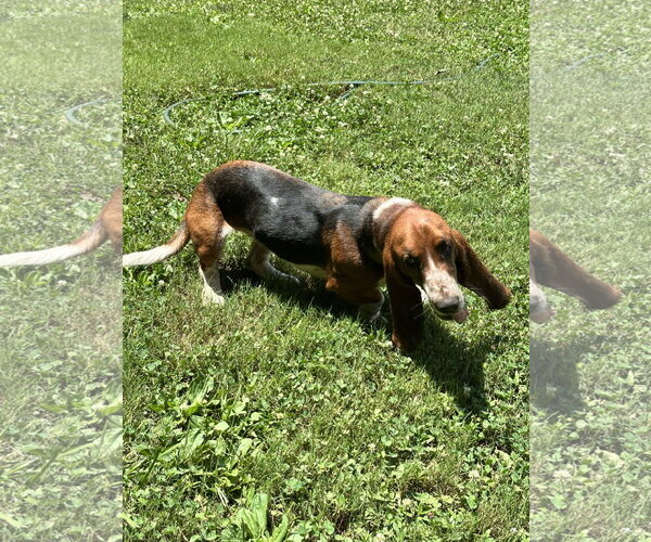 Medium Photo #5 Basset Hound Puppy For Sale in Ball Ground, GA, USA