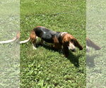 Small #4 Basset Hound