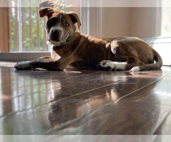 Medium Photo #3 American Staffordshire Terrier-Unknown Mix Puppy For Sale in Tarrytown, GA, USA