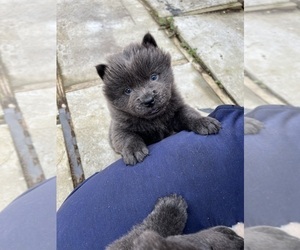Chow Chow-Shiba Inu Mix Puppy for sale in VALLEJO, CA, USA