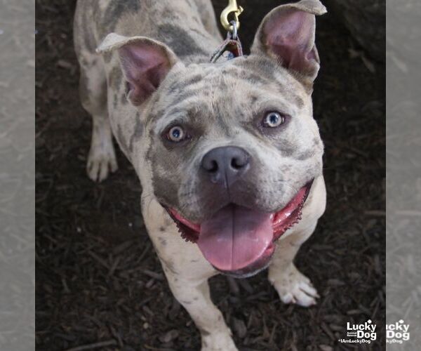 Medium Photo #4 American Bulldog-Unknown Mix Puppy For Sale in Washington, DC, USA