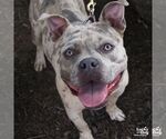 Small #3 American Bulldog Mix