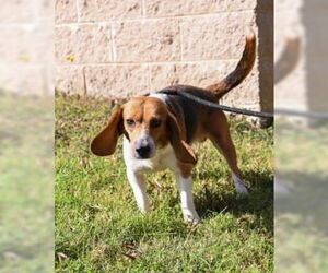 Beagle-Unknown Mix Dogs for adoption in Glen Allen, VA, USA