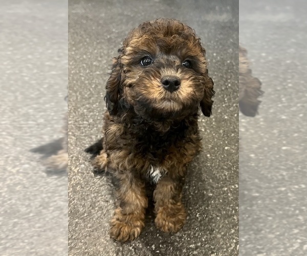 Medium Photo #12 Goldendoodle (Miniature) Puppy For Sale in WARSAW, IN, USA