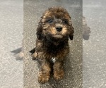 Small #11 Goldendoodle (Miniature)