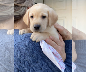 Medium Labrador Retriever