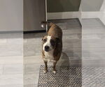 Small #4 Mutt