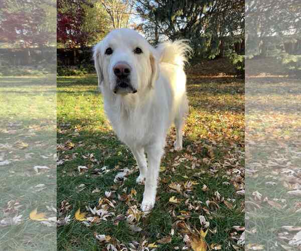 Medium Photo #1 Great Pyrenees Puppy For Sale in Bountiful, UT, USA