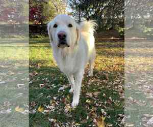 Maggie - Female Great Pyrenees Dog for Adoption