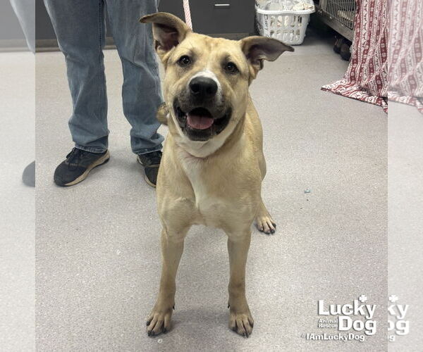 Medium Photo #3 Mutt Puppy For Sale in Washington, DC, USA