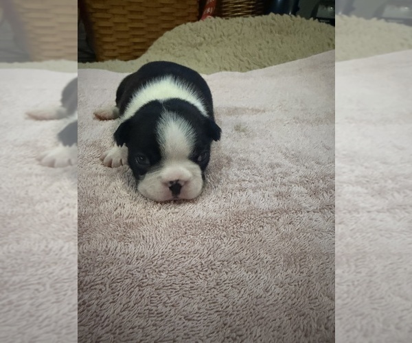 Medium Photo #3 Boston Terrier Puppy For Sale in FREDONIA, KS, USA