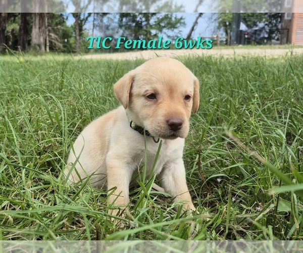 Medium Photo #3 Labrador Retriever Puppy For Sale in EDGEWOOD, TX, USA