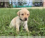 Small #2 Labrador Retriever