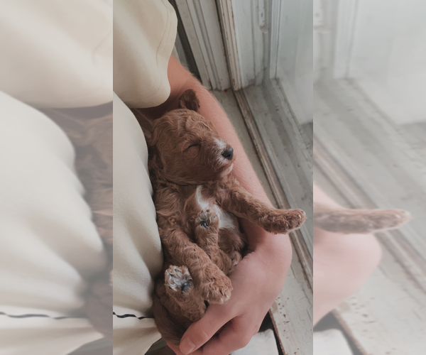 Medium Photo #4 Poodle (Miniature) Puppy For Sale in RUDD, IA, USA