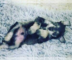 Schnauzer (Miniature) Puppy for sale in NEPONSIT, NY, USA