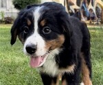 Small Photo #2 Bernese Mountain Dog Puppy For Sale in SPRINGFIELD, OH, USA
