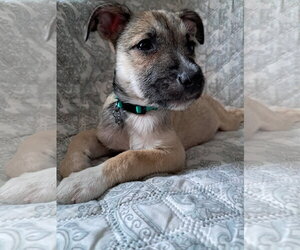 Chihuahua-Unknown Mix Dogs for adoption in Princeton, MN, USA
