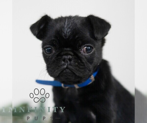 Medium Photo #1 Pug Puppy For Sale in MILL HALL, PA, USA