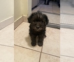 Small Photo #5 Schnoodle (Miniature) Puppy For Sale in BAKERSFIELD, CA, USA