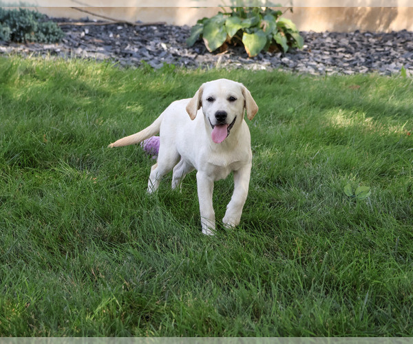 Medium Photo #3 Labrador Retriever Puppy For Sale in SYRACUSE, IN, USA