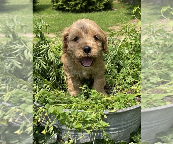 Medium Photo #3 Cavapoo Puppy For Sale in MADISON, IN, USA