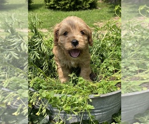 Medium Cavapoo