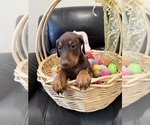 Small #2 Doberman Pinscher