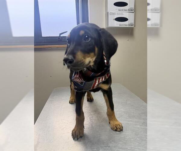 Medium Photo #1 Doberman Pinscher-Unknown Mix Puppy For Sale in Redlands, CA, USA
